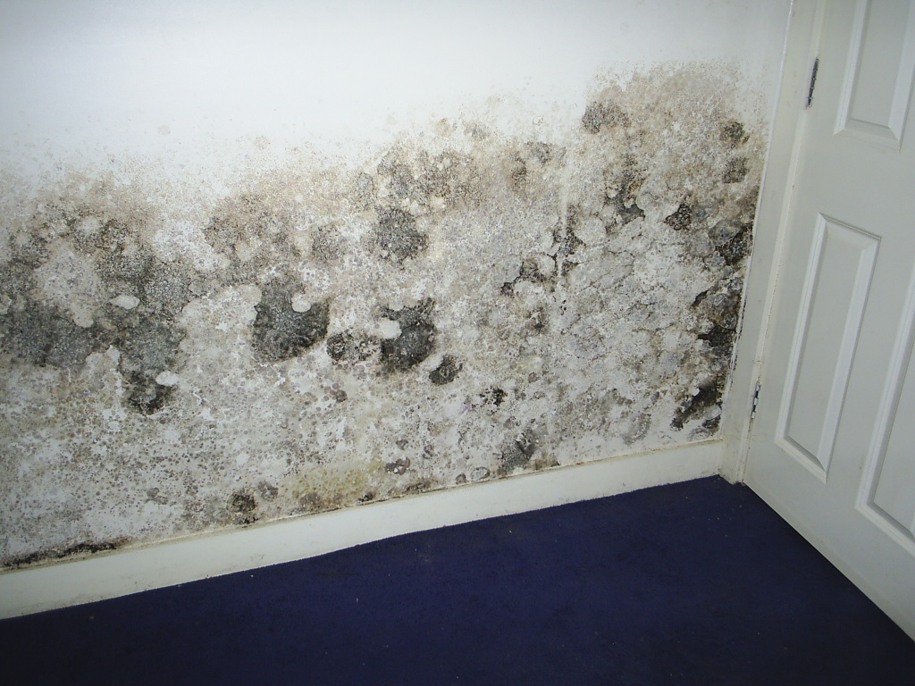 Condensation & Mould Control - Yorkshire Dampcourse